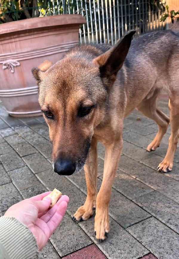 ULISSE LUPETTO Foto 4